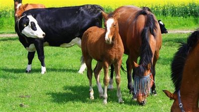 فضيحة لحوم الخيول تصل ألمانيا