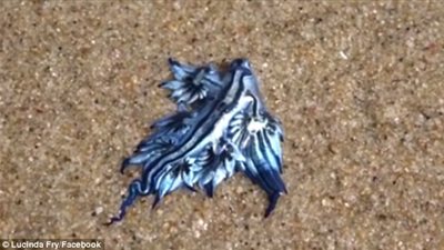 بالفيديو والصور.. رصد مخلوق بحرى نادر على شواطئ أستراليا