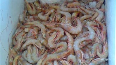 10 جنيهات عرض التخفيض على الجمبري في بعض محال بالقاهرة