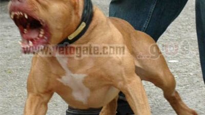 السرقة تحت تهديد 