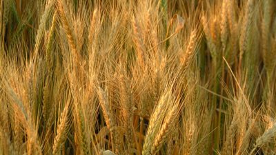 زراعة 95 ألف فدان قمح بقنا