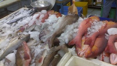 30 جنيهًا للكيلو البوري وسط بالشرقية.. اليوم