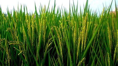 مقررات الأرز التموينية 