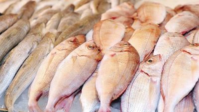 ضبط طن سمك فاسد بثلاجة قيادي سلفى بدمياط