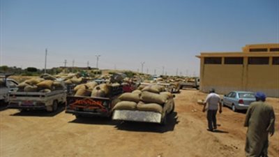 مسئول تموينى: إعلان الزراعة سعر توريد القمح المحلى «سابق لأوانه»