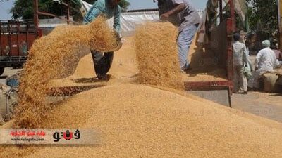 توريد 102 ألف طن قمح لشون وصوامع قنا