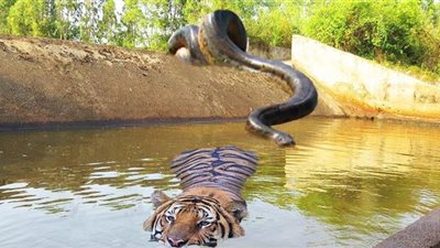أناكوندا ضخمة تبتلع نمرا متوحشا بعد معركة شرسة | فيديو
