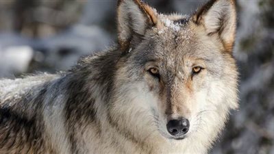 ذئب يلعب الجولف في حديقة منزل بكاليفورنيا | فيديو