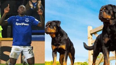 نجم إيفرتون يشتري كلاب حراسة بـ 37 ألف دولار بعد حادث سرقة رياض محرز