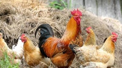 تجارية القاهرة: تراجع أسعار الدواجن داخل الأسواق