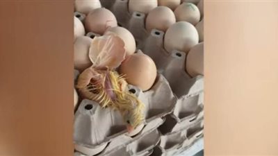 الرغبة في الحياة.. كتكوت يخرج من بيضة على رف متجر بتايلاند | فيديو