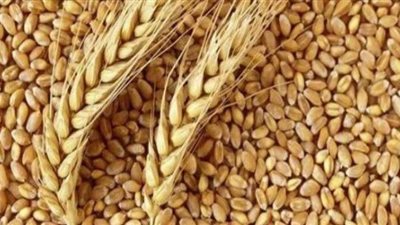 الوادي الجديد تتسلم 234 ألف طن قمح من المزارعين
