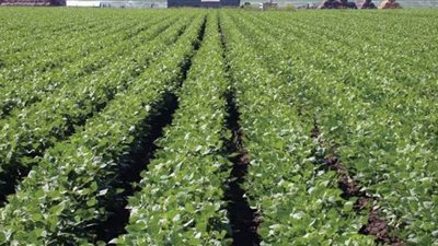 حصر 19 ألف فدان محاصيل صيفية بالوادى الجديد