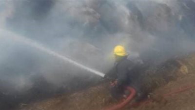 نفوق 4 آلاف و500 فرخ في حريق مزرعة دواجن بالدقهلية