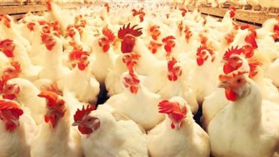 تجارية القاهرة: ارتفاع أسعار الدواجن على مدار يومين فى الأسواق