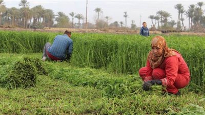 الاكتفاء الذاتي من المحاصيل.. البرسيم والفواكه والخضراوات أهم التحديات.. وخبراء يرصدون الأزمة ويطرحون الحل