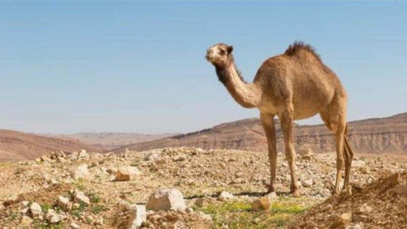 الجمل في المنام