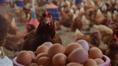 تجارية القاهرة: استقرار أسعار الدواجن والبيض بالأسواق