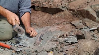 اكتشاف ديناصور جديد في الأرجنتين مرتبط بسلالة أخرى في مدغشقر