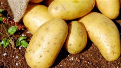 تراجع صادرات مصر من البطاطس الطازجة