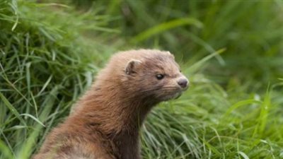 بسبب كورونا.. هولندا تقرر إعدام حيوانات المينك