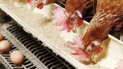 جنيهان تراجع في أسعار كرتونة البيض والدواجن