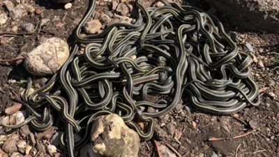 هندي يتفاجأ بـ40 ثعبانا داخل التكييف