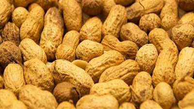 تراجع صادرات مصر من الفول السوداني