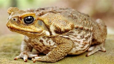 انتشار الضفادع السامة في فلوريدا