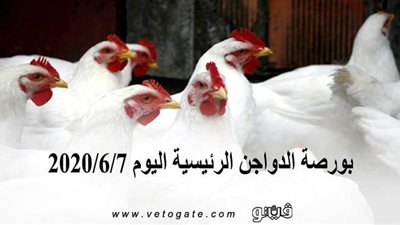 بورصة الدواجن الرئيسية اليوم 2020/6/7
