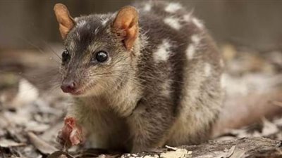 في ظل كورونا.. حيوان مهدد بالانقراض يقتحم متجراً أسترالياً| صور