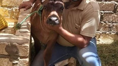 بيطري الوادي الجديد يواصل تفعيل منظومة التلقيح الصناعي