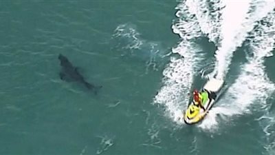 ستيني يلقى حتفه بعد تعرضه لهجوم من سمكة قرش