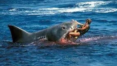 أسماك القرش تفتك براكبي الأمواج في أستراليا