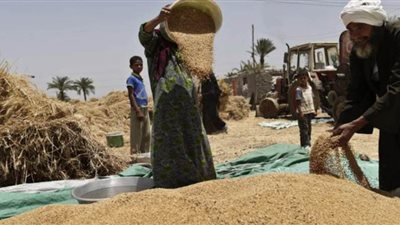 توريد 181 ألفاً و200 طن قمح للشون والصوامع في القليوبية