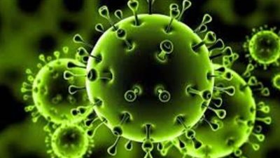 كيف تواجه التأمينات الزراعية الخسائر الناتجة عن انتشار كورونا؟