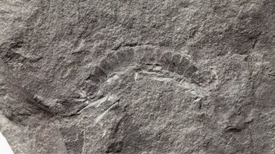 اكتشاف أول حيوان بري على الإطلاق