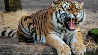 السجن مدى الحياة للنمر آكل البشر في الهند