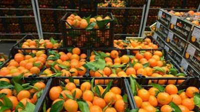 الزراعة : ارتفاع الصادرات الزراعية إلى 3 ملايين طن خلال 2020