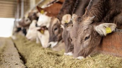 الزراعة تبحث تطوير مراكز تجميع الألبان ومزارع الدواجن في الوادي والدلتا