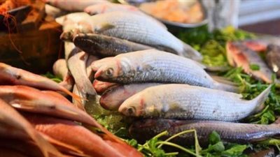 الزراعة: مصر تحتل المرتبة الأولى إفريقيا والتاسعة عالميا في إنتاج الأسماك