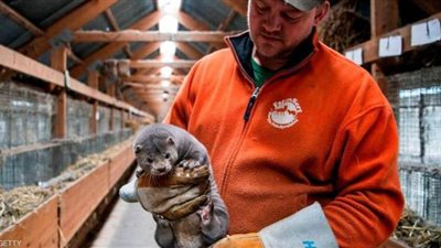 بعد تسببها في نقل كورونا.. إعدام مئات الآلاف من الحيوانات بالغاز بهولندا | صور