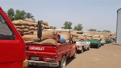 توريد 217 ألف طن قمح للشون والصوامع ببني سويف