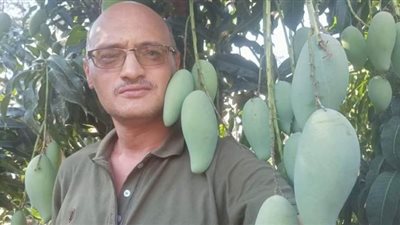 خبير: التوسع في زراعات المانجو يعوض نقص الإنتاجية بسبب التغيرات المناخية