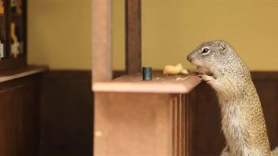 متقاعد كندي يدشن صالوناً للسناجب في منزله| صور