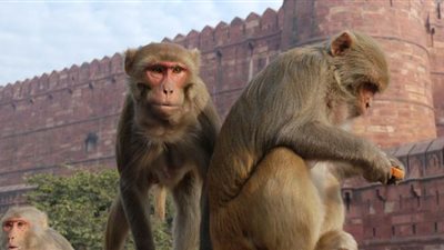 وسط جائحة كورونا.. القرود تنفذ عملية هروب جماعي من حديقة حيوان في اليابان