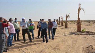 تدشين مزرعة نخيل على مساحة 120 فداناً بقرية جناح بالوادي الجديد