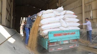 توريد 134 ألفاً و648 طن قمح إلي صوامع المنوفية