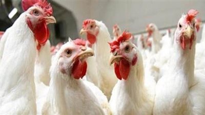 لليوم الثانى استقرار اسعار الدواجن والبيض في الأسواق