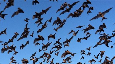 بعد القناطر الخيرية.. أسراب خفافيش تهاجم قرية 